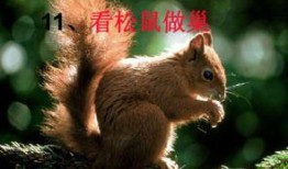 娱乐吃瓜小松鼠小说下载