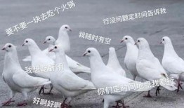 鸽子爆料打架怎么办视频,视频揭秘校园暴力真相