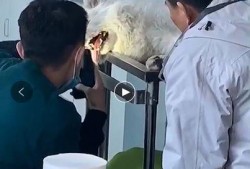 宠物医院最新爆料,宠物健康护理新趋势与常见误区