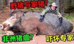 超级野猪最早爆料视频,狂野之力震撼登场
