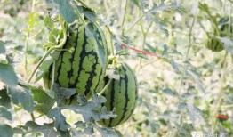 康县吃瓜网红是谁