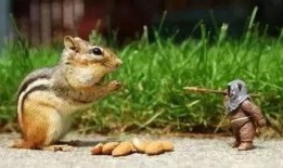 娱乐吃瓜小松鼠小说下载