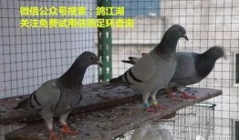 鸽子爆料打架怎么办视频,视频揭秘校园暴力真相