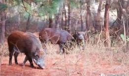 超级野猪最早爆料视频,狂野之力震撼登场