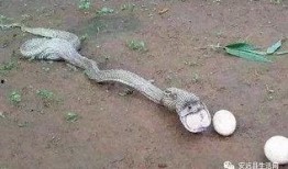 关于兔牙蛇的爆料视频