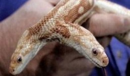 关于兔牙蛇的爆料视频