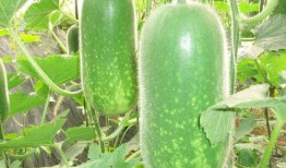 正能量网红吃瓜图片高清,正能量网红美食瞬间