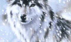 雪狼手机在线观看,在线观看，尽享冰雪激情之旅