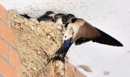 燕子爸爸爆料燕子妈妈视频,燕子爸爸深情告白引网友热议