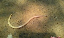 关于兔牙蛇的爆料视频