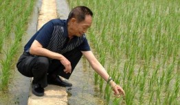 袁隆平下田爆料了吗视频,揭秘农业科技新进展